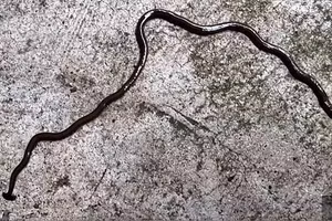 Một trong những con giun đầu búa xuất hiện giữa cơn mưa