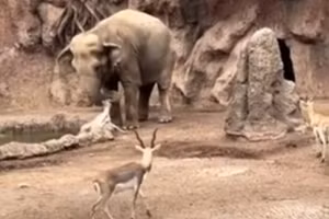 Voi hoang dã gây 'bão mạng' vì hành động nhân ái bất ngờ