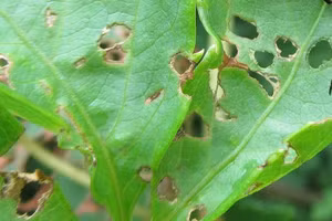 Các chuyên gia cảnh báo về loài côn trùng nguy hiểm đang lây lan nhanh chóng khắp Hoa Kỳ.