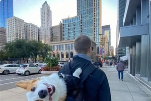 Những chú chó được đánh giá dễ thương hết nấc