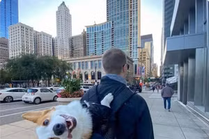 Những chú chó được đánh giá dễ thương hết nấc