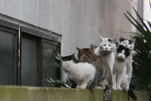 Những khoảnh khắc mèo hoang Nhật Bản khiến trái tim bạn tan chảy