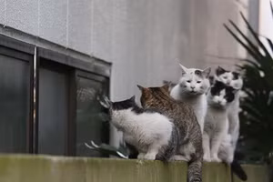 Những khoảnh khắc mèo hoang Nhật Bản khiến trái tim bạn tan chảy