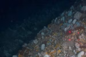 Các nhà khoa học tình cờ phát hiện ra những sinh vật biển sâu kỳ lạ ẩn núp ngoài khơi bờ biển New Zealand.