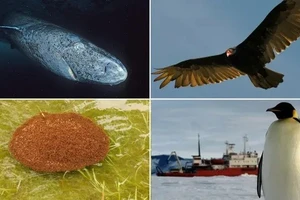 Điểm danh 8 sinh vật sống dai có thể tồn tại sau tận thế