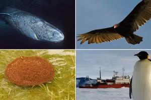 Điểm danh 8 sinh vật sống dai có thể tồn tại sau tận thế