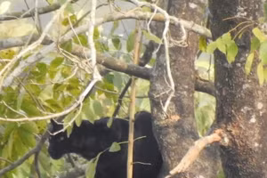 Các nhà khoa học sửng sốt sau khi ghi lại cảnh quay đầu tiên về loài sinh vật quý hiếm: 'Đây là một khám phá mang tính lịch sử'