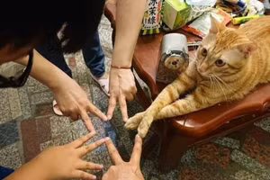 Loạt ảnh chứng minh động vật cũng có ngày 'khó ở'