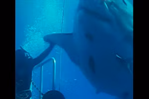 Cá mập trắng khổng lồ Deep Blue.