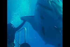 Cá mập trắng khổng lồ Deep Blue.