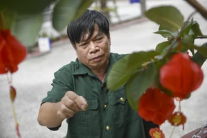 Bác Nguyễn Công Thắng – cựu chiến binh đang được chăm sóc tại Trung tâm Điều dưỡng Thương binh và Người có công Long Đất – chăm chút cho góc Tết trước phòng ở (Ảnh: Minh Anh).