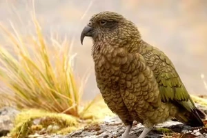 Những loài chim khiến bạn bất ngờ vì trí tuệ siêu phàm