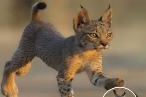 Những khoảnh khắc động vật khiến bạn phải ngạc nhiên