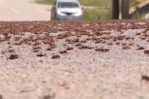 Bang Utah khổ vì đại dịch côn trùng ăn thịt, tái hiện ác mộng lịch sử