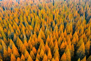 Việc Trung Quốc phủ xanh lại đất nước đã làm xáo trộn chu trình nước. Ảnh: NurPhoto - Getty Images