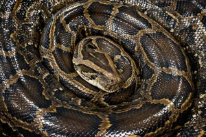 Trăn khổng lồ vật lộn và kéo lê thợ săn qua đồi