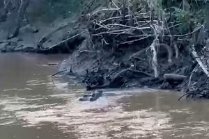 Đau lòng nhìn cá sấu kéo trôi thiếu niên trước sự bất lực của bạn bè