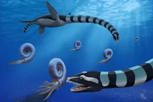 Hình vẽ mô tả loài Traskasaura sandrae đang săn mồi là loài amonit. (Ảnh: Robert O. Clark)