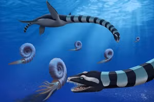 Hình vẽ mô tả loài Traskasaura sandrae đang săn mồi là loài amonit. (Ảnh: Robert O. Clark)