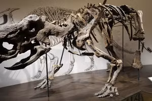 Khủng long pachyrhinosaurus Iddesleigh được trưng bày tại Bảo tàng Hoàng gia Tyrrell, Alberta, Canada.