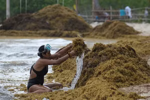 Cận cảnh bãi biển Caribbe 'ngạt thở' vì tảo ùn ùn phủ kín