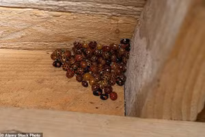 Bọ rùa châu Á gây náo loạn hàng nghìn nhà dân Mỹ