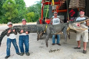 Trận chiến nghẹt thở với cá sấu nặng 300 kg, dài 4,27 mét kéo trôi thuyền