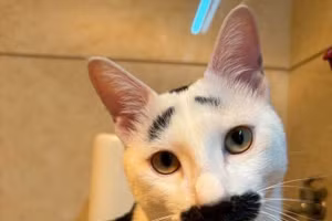 Mãn nhãn bộ ảnh mèo 'siêu lầy' khiến dân mạng thích thú