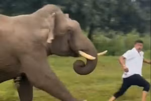 Khoảnh khắc du khách bị voi rượt đuổi, giẫm đạp vì chụp ảnh ‘tự sướng’