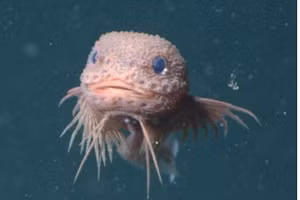 Phân tích hiện nay cho thấy loài động vật này là một loài trước đây khoa học chưa biết đến.