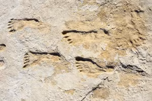 Các chuyên gia tìm thấy dấu chân người 23.000 năm tuổi. Ảnh: David Bustos/Công viên quốc gia White Sands.