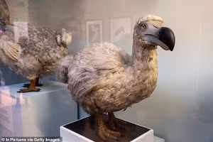 Các nhà khoa học tuyên bố họ đang tiến gần hơn một bước tới việc đưa loài chim dodo khỏi bờ vực tuyệt chủng. Trong ảnh là mô hình chim dodo tại Bảo tàng Lịch sử Tự nhiên ở London.