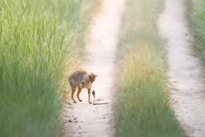 Khoảnh khắc động vật hoang dã ấn tượng trong cuộc thi Nature inFocus 2025