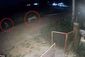 Cảnh sư tử nuôi trái phép tháo xích, tấn công bé trai 11 tuổi