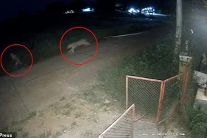 Cảnh sư tử nuôi trái phép tháo xích, tấn công bé trai 11 tuổi