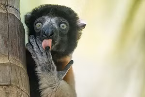 Ảnh động vật vui nhộn 2025: Những khoảnh khắc động vật tấu hài (phần 1)