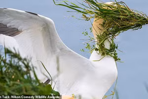 Ảnh động vật vui nhộn 2025: Những khoảnh khắc động vật tấu hài (phần 2)