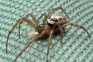 Loài nhện có nọc độc này cắn, mặc dù không gây tử vong nhưng có thể gây sưng tấy, bỏng đau và thậm chí là sốt.