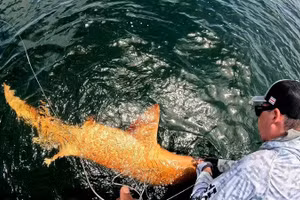 Giới nghiên cứu choáng ngợp trước cá mập vàng cực hiếm