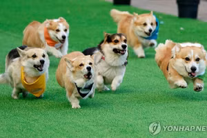 Corgi đua tốc độ ở Vilnius khiến hàng nghìn người phấn khích