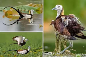 Những sự thật động vật dễ thương khiến bạn bất ngờ và thích thú (II)