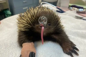 Những sự thật động vật dễ thương khiến bạn bất ngờ và thích thú