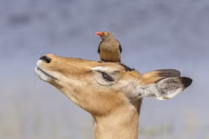 Những khoảnh khắc thiên nhiên hoang dã thú vị và hóm hỉnh