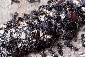 Tapinoma magnum hình thành 'siêu đàn' gồm 20 triệu con kiến do 'quyết tâm không biết mệt mỏi để mở rộng'.