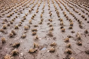 Sinh vật ngoại lai xuất hiện khiến nông dân Mỹ hoang mang