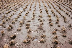 Sinh vật ngoại lai xuất hiện khiến nông dân Mỹ hoang mang