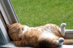 Khi mèo khoe bụng: Những khoảnh khắc hài hước và cưng xỉu