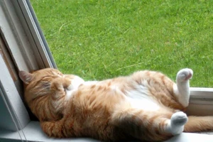 Khi mèo khoe bụng: Những khoảnh khắc hài hước và cưng xỉu