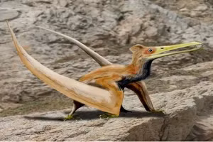 Một loài một loài thằn lằn bay có tên Ningchengopterus liuae, đầu kỷ Phấn trắng ở Trung Quốc.