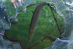 Cuba chạy đua bảo tồn loài cá 'báu vật' có từ thời khủng long